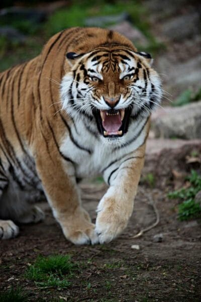 tiger