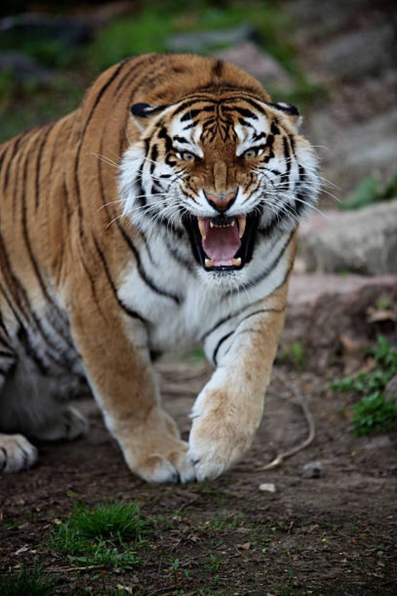 tiger